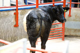 Longtown (18)